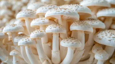 The Power of Mushrooms for Immune Support