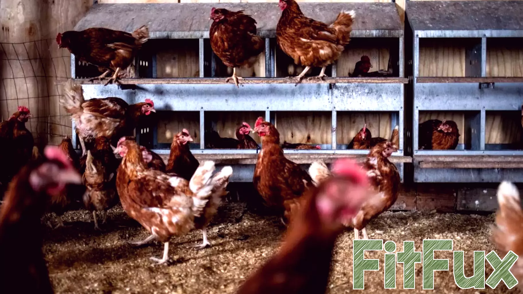 Avian Influenza Outbreak Raises Concerns as Federal Resources Dwindle