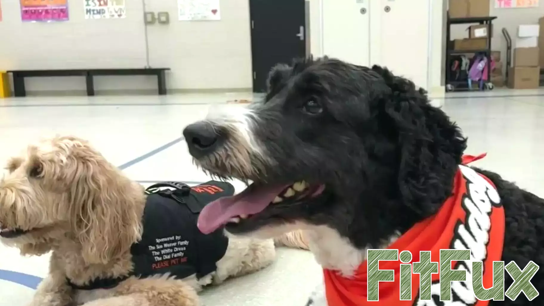 Brighton Area Schools Enhances Mental Health Support with Therapy Dog Initiative
