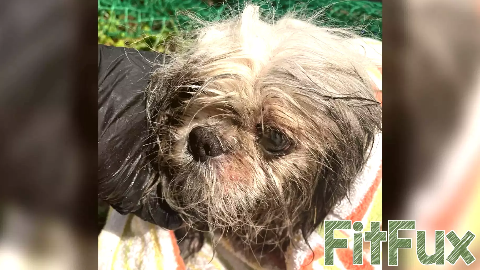 Dog stuck in Tampa storm drain rescued, recovering from health issues, Hillsborough officials say