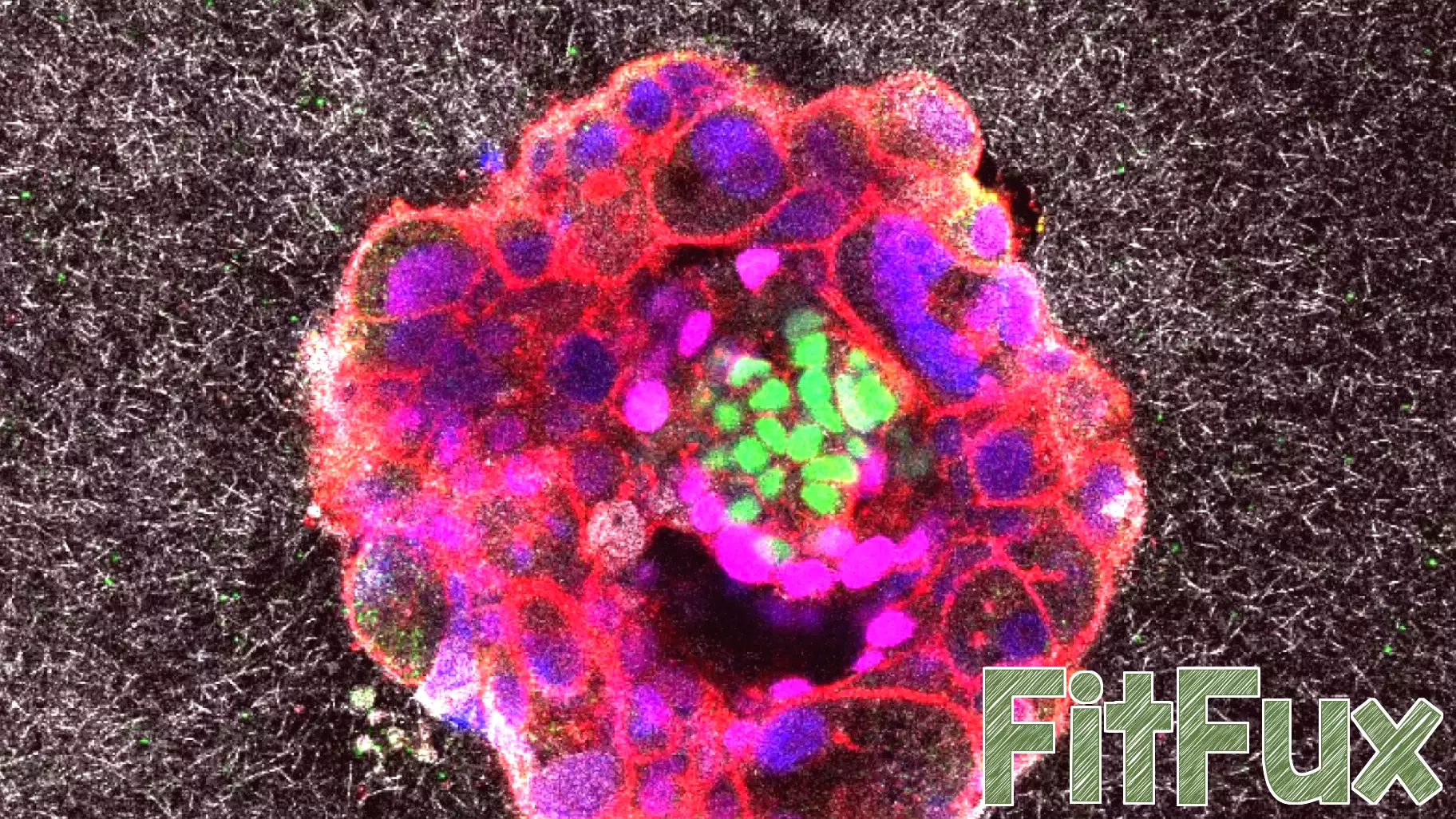 Groundbreaking Live Footage Captures Human Embryo Implantation