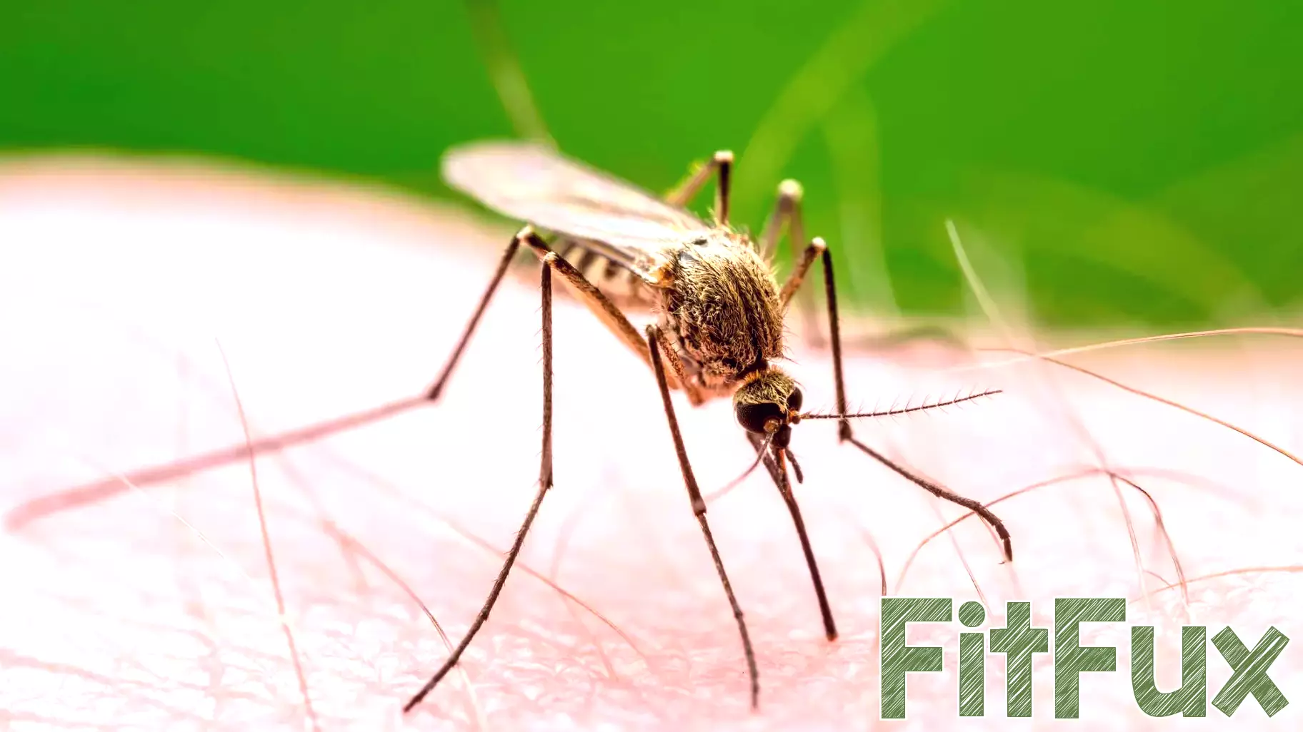Health Department to treat for West Nile Virus-carrying mosquitoes in Queens, Staten Island and city wetlands