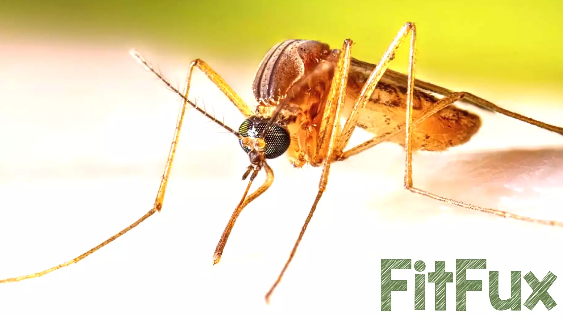 Health officials warn of West Nile virus in mosquito in Alhambra, human infection in Long Beach