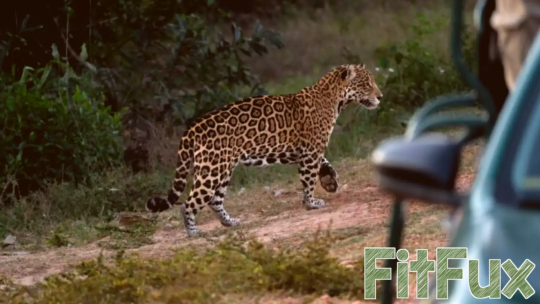 Jaguar Conservation: A New Focus on Human Health in Brazil
