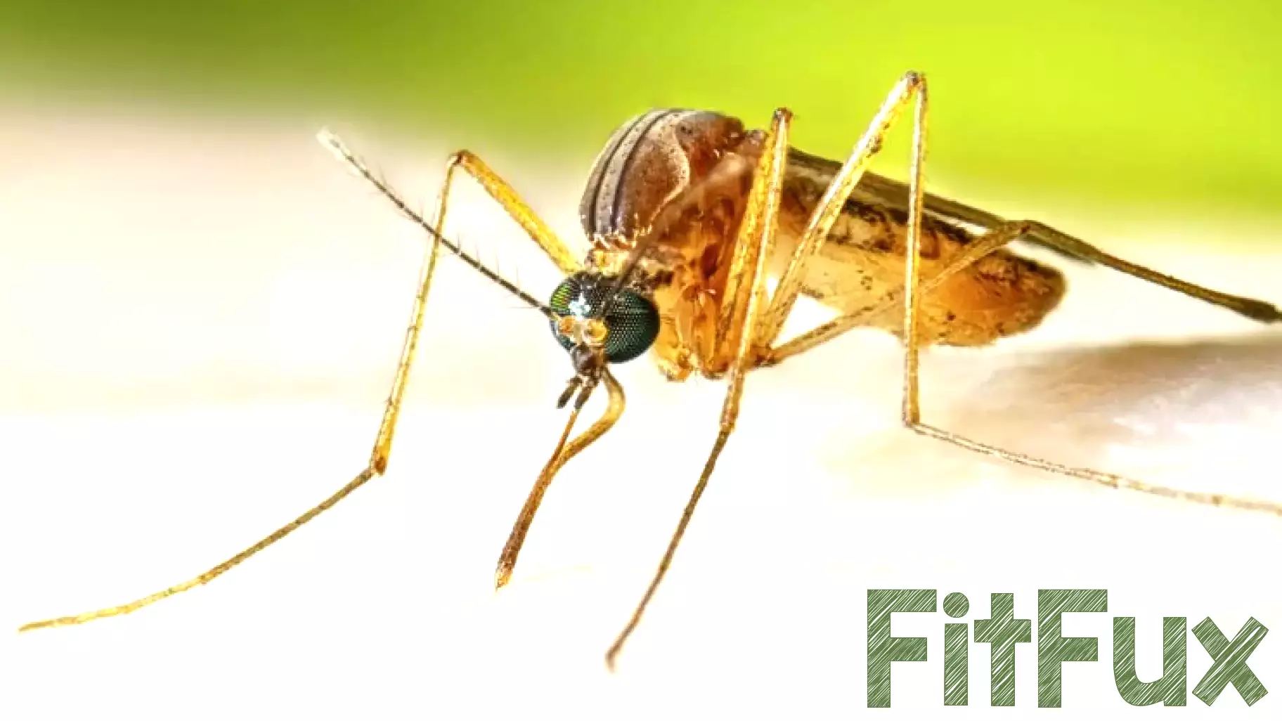 Maryland reports 1st human case of West Nile virus this year