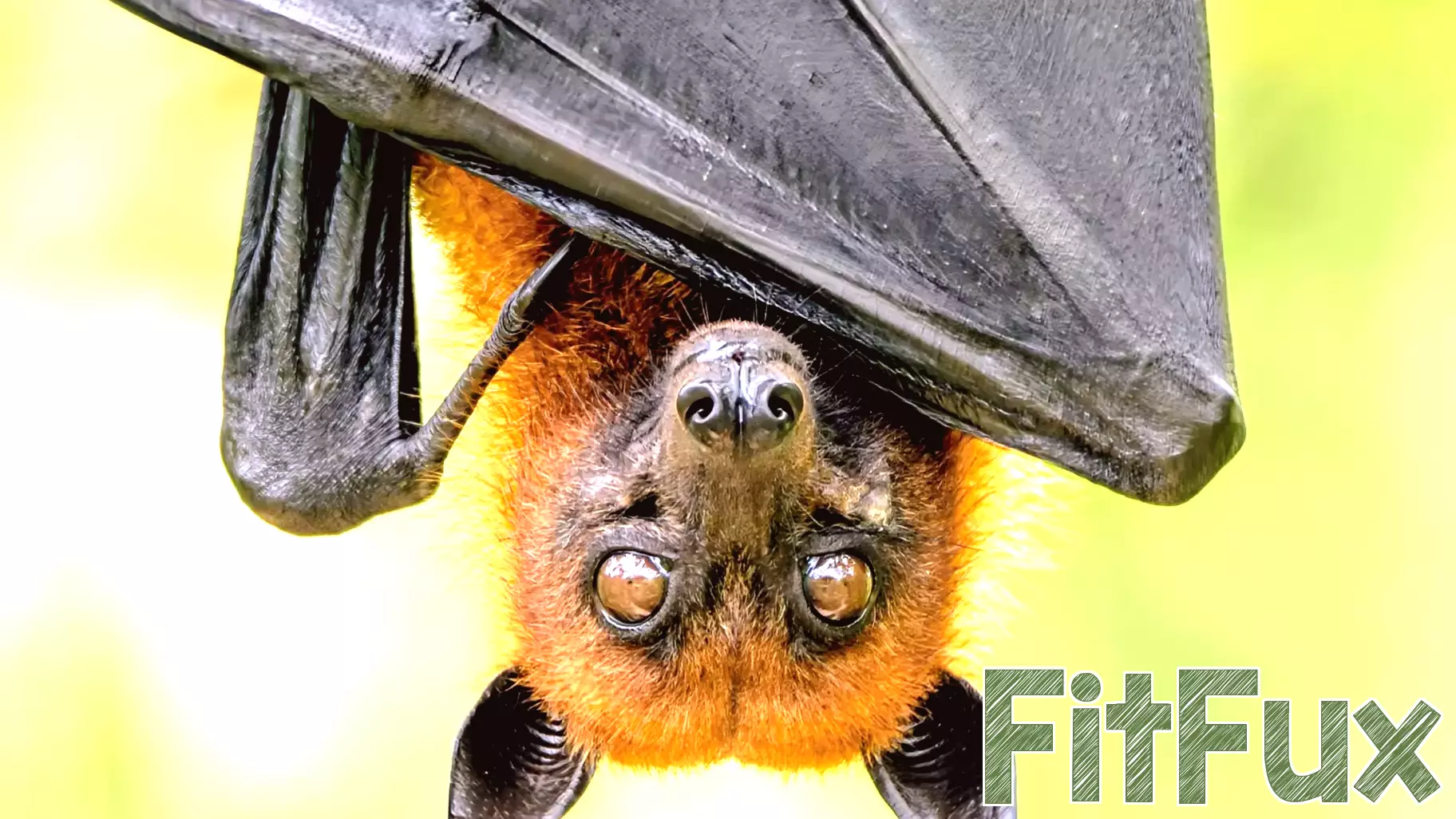 The Positive Impact of Bat Conservation on Human Health and the Environment