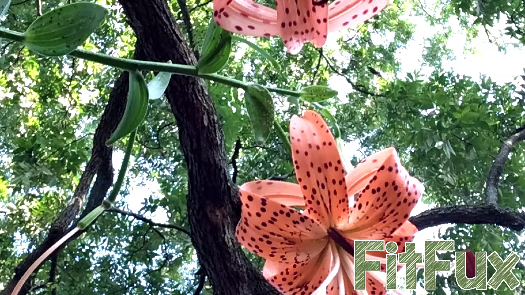 Transform Your Garden: Embrace Rewilding for Pollinator Health