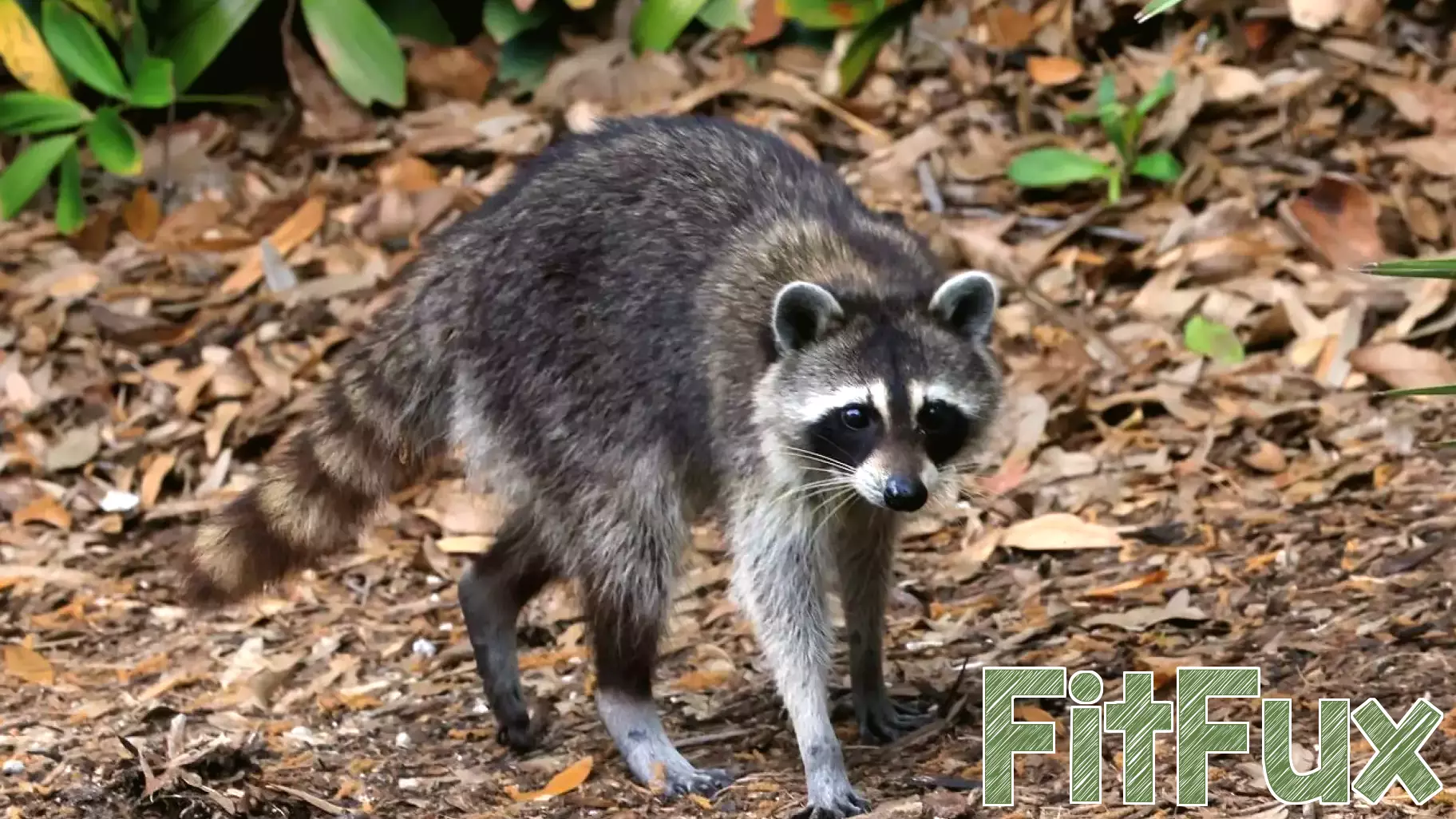 Virginia Department of Health confirms three rabid animals in Bedford, Campbell counties