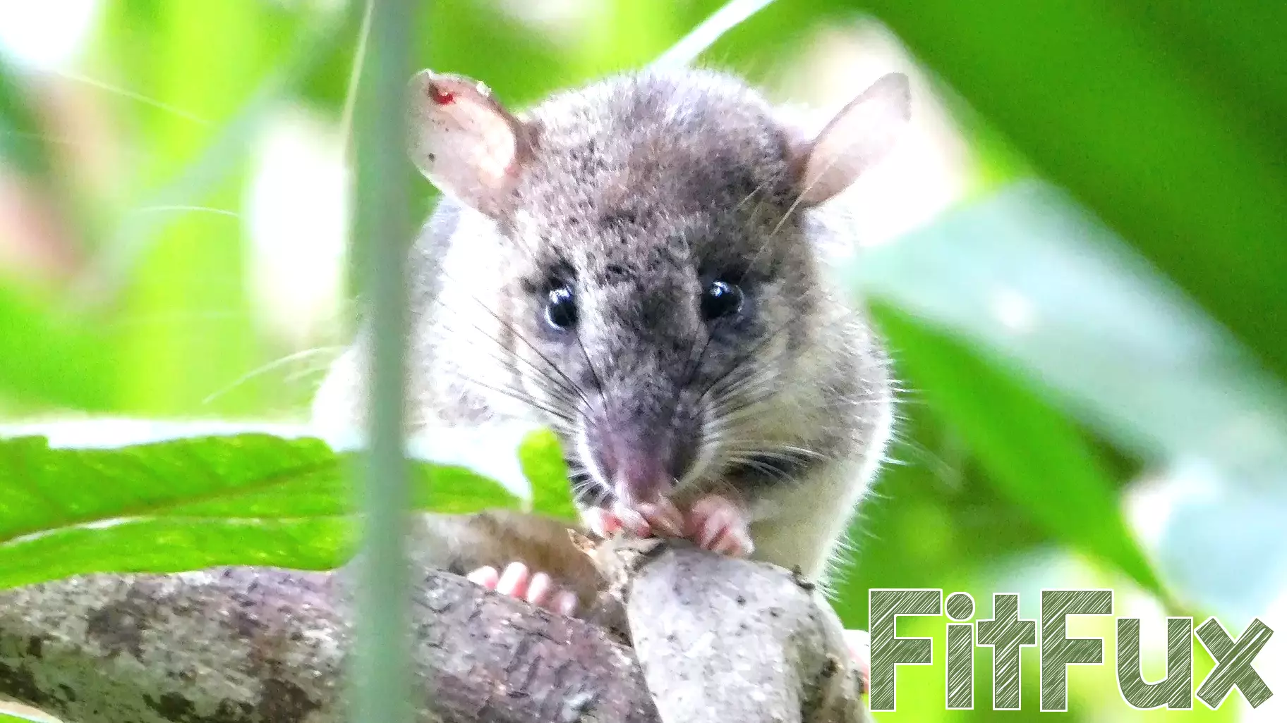 Why forest conservation is also public health