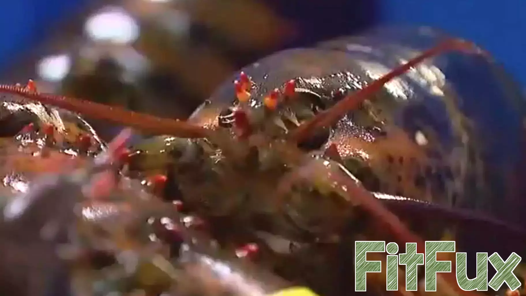 Zooplankton tied to Maine lobster larva health declines as Gulf waters warm