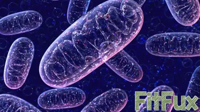 Discovering the Connection Between Brain Health and Mitochondrial Function