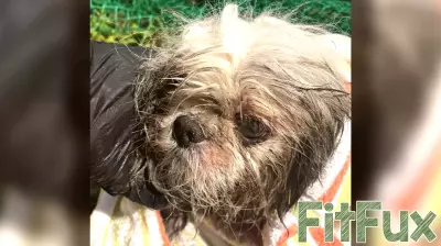 Dog stuck in Tampa storm drain rescued, recovering from health issues, Hillsborough officials say