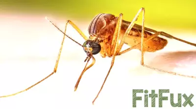 Health officials warn of West Nile virus in mosquito in Alhambra, human infection in Long Beach