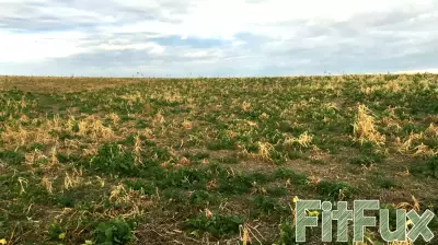 Key Indicators for Assessing Soil Health on Your Farm