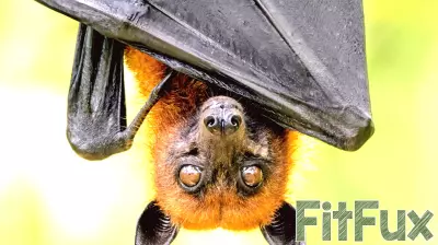 The Positive Impact of Bat Conservation on Human Health and the Environment