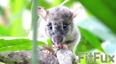 Why forest conservation is also public health