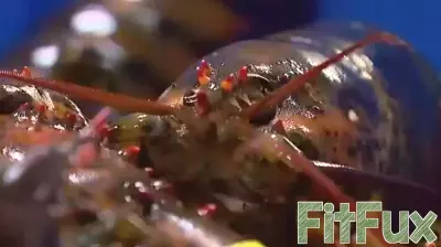 Zooplankton tied to Maine lobster larva health declines as Gulf waters warm